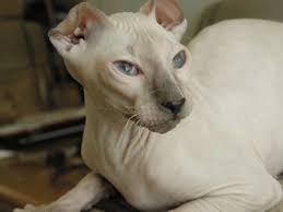 long hair cat breeds