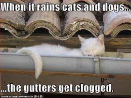 funny cats and dogs