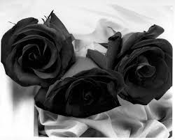 black roses flower