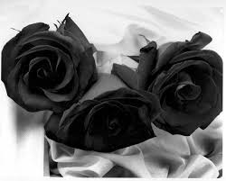 black roses flower