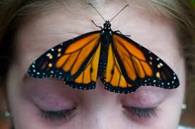 large butterflies