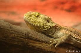 bearded dragon gallery
