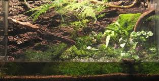 vivarium