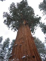 general sherman
