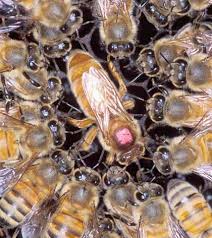http://t3.gstatic.com/images?q=tbn:wieryjL9x_Gd4M:http://www.khoahoc.com.vn/photos/Image/2007/08/06/bees2.jpg
