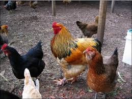 hen