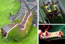 pictures of poisonous caterpillars