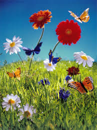butterflies flowers pictures