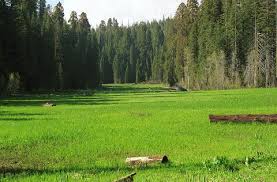 http://t3.gstatic.com/images?q=tbn:x4rbMxmTi-2PxM:http://kevingong.com/Hiking/Images/199905CrescentMeadow/08Meadow001.jpg