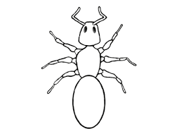 insects beetles pictures