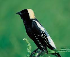 the Bobolinks tested had,