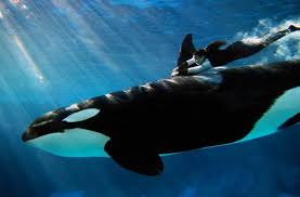 capture Shamu below the