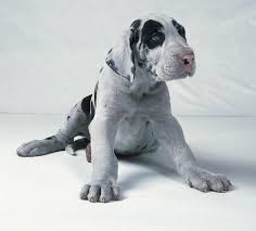 puppy great dane