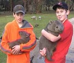 wombats