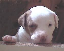 Me Gustan los Pitbulls