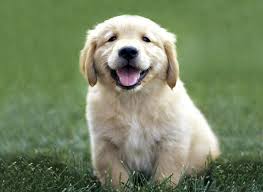 golden retriever wallpaper