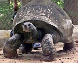 the oldest turtle