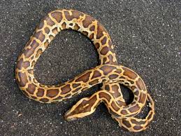 python snake