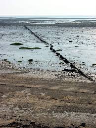 a tsunami was coming,