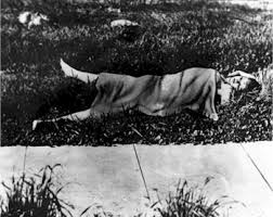 SHORT --THE BLACK DAHLIA
