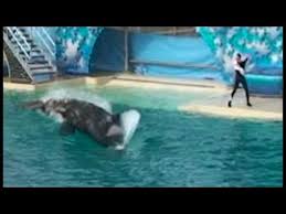 Tags: Shamu attack killer