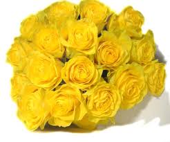 pictures yellow roses