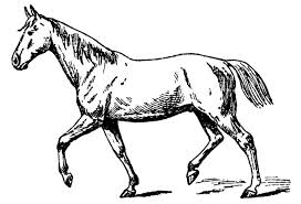 wild horse clipart