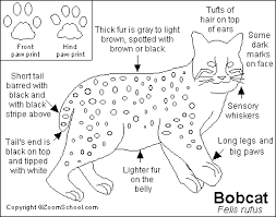 bobcat coloring pictures