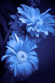 blue flowers
