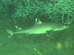 small shark pictures