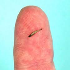 freshwater fish species pictures