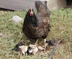 hen