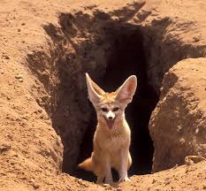fennec foxes