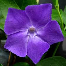 purple flower vine