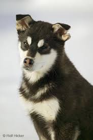 pup