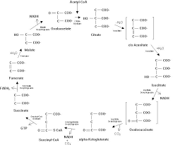 Enzymes in the TCA Cycle