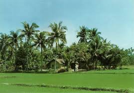 Xem ảnh với kích cỡ đầy đủ