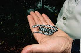 rat snake photos