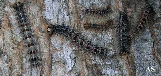gypsy moth caterpillar pictures