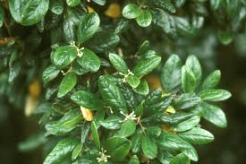 peumus boldus
