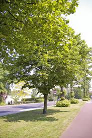pictures lime trees