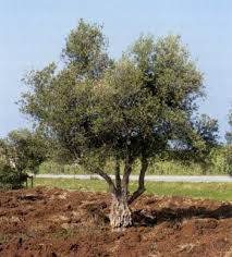pictures olive trees