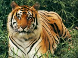 external image Bengal_Tiger.jpg