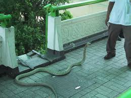 king cobra snake photos