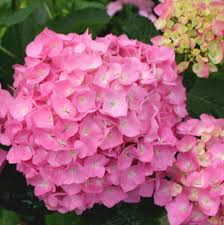 pictures hydrangeas