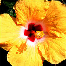 yellow hibiscus pictures