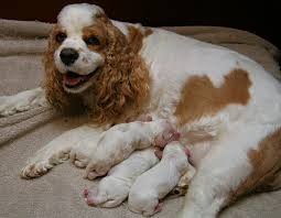 newborn puppies