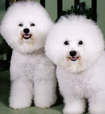 bichon
