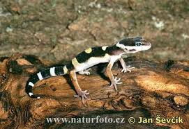 leopard gecko lizards