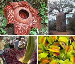 pictures of plants and flowers